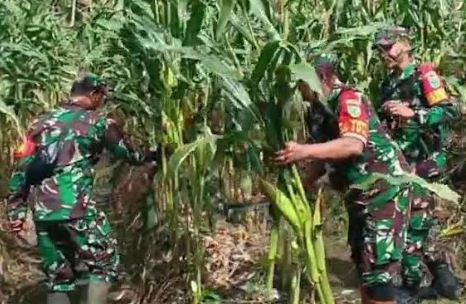 Wujudkan Ketahanan Pangan Koramil Mapurujaya Bersama Kelompok Tani