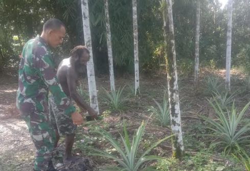 Komsos Dengan Petani Babinsa Kuala Kencana Motivasi Petani Nanas